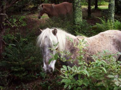 Wild Ponies
On Mount Rogers,
9-09

