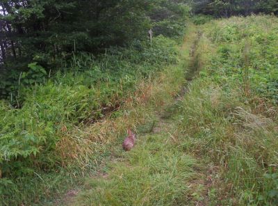 Rabbit in Meadow at Big Stamp
...was stalked by rabbits that morning at campsite on Big stamp
July 2009
