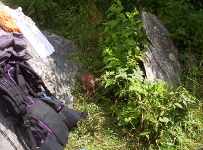 Rabbit in Meadow at Big Stamp
Rabbit in amongst my trail gear...stalking me
not sure who was more irritated
July 2009
