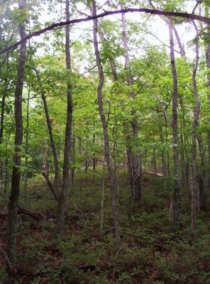 Sampson Mountain Ridge Top
August 2009

