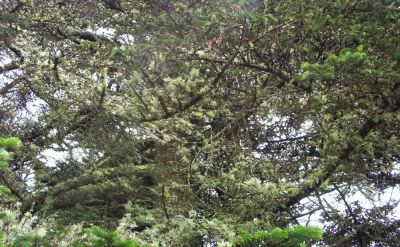 Spagnum Moss in Balsam tree
Spagnum moss is a remnant of the glacial period, 
it has covered this tree near the Roan High Knob,
August 2009
