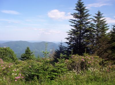 Roan Mountain
View of  Table Rock Mountain way out in the distance...
