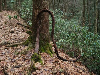 Vine
On the trail to Rock Creek Falls,
January 2010
