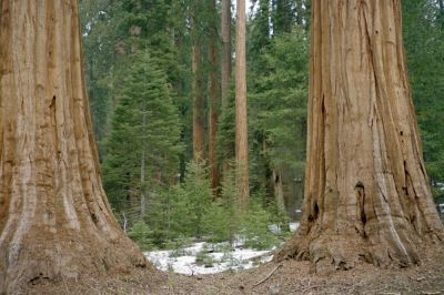 Sequoias
Giant Trees
