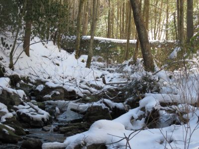 Trail to Buckeye Falls
3-6-10
