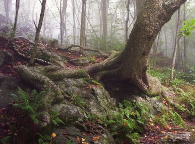 Tree Roots Cling to Boulder
In cloud on Mount Rogers,
Rat's Birthday Hike, 2009

