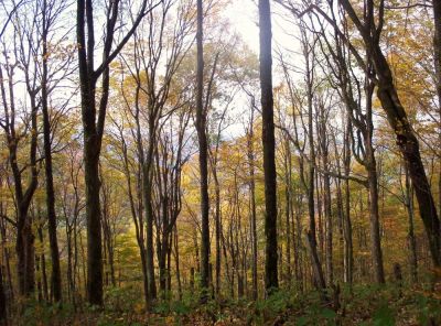 Trees near Street Gap
