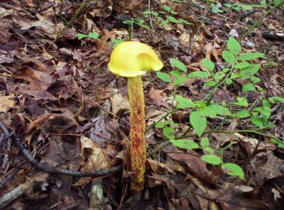 Yellow Mushroom
...with a bite taken out of it.
Found on Sampson Mountain, 
August 2009
