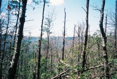 'Stealth Pack Gap'
the view...
