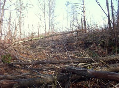 'Trail' to Devil's Fork Falls
Mega-fallen trees on the trail over Big Pine Ridge,
11-09
