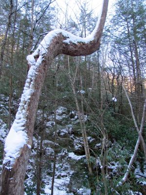 Crooked tree
Found along Simmons Br.
