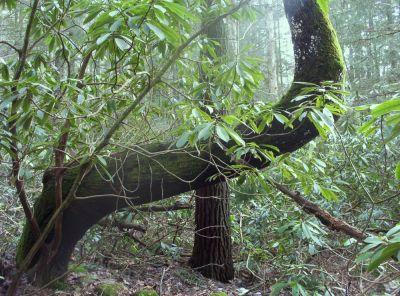 Bent Tree
in Jones Branch,
12-09
