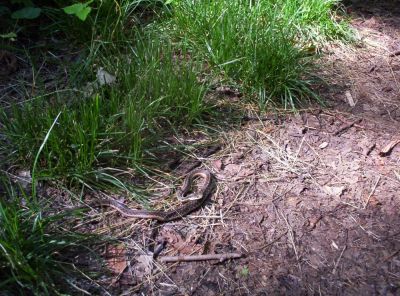 Brown and Tan Mountain Snake
on the trail to Big Bald,
July 2009
