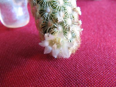 Cactus Flower
photo by Charlie Warden
