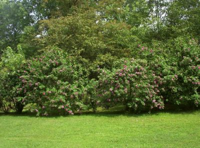 Double Petaled Rose of Sharon
trees...
