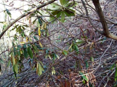 Devastation Along Devils Fork Trail
Trail buried in tree limbs
Photo by Rat
Nov. 2009
