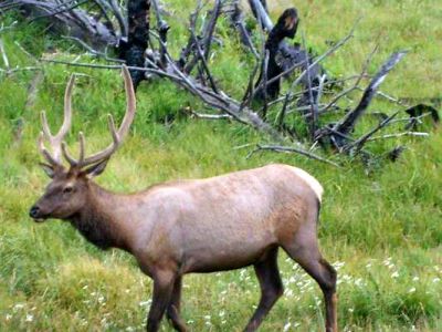 Elk
Photo courtesy of Katrina Kane 8-2010
