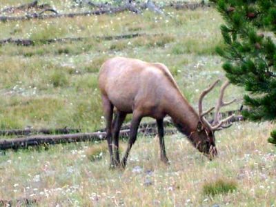 Elk
Photo courtesy of Katrina Kane 8-2010
