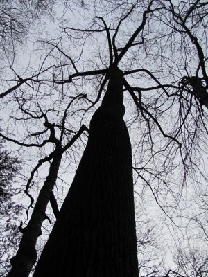 Towering Trees
...along Rock Creek
Photo by Rat
