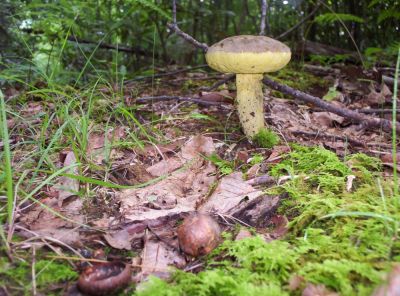 Ferns, Moss, and Mushroom
Little Bald Mountain,
July 2009
