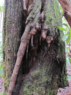 Gnarley Tree
Rock Creek
