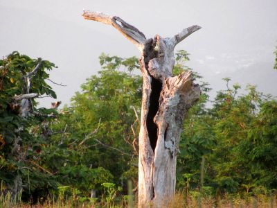 Great Horned Tree
Found on top of Roan Mountain - photo by RAT 
