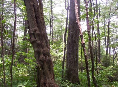 Gnarly Tree
interesting tree near 'High Rocks'
