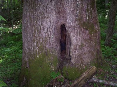 Hollow Tree
Hollow  tree near 'High Rocks'

