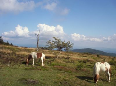 Wild Ponies
on Mount Rogers,
September 2009

