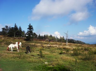 Wild Ponies
on Mount Rogers,
9-09
