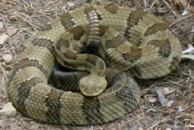 Large Rattlesnake
...rattling and coiled up into a strike position, not a happy snake!
Photo courtesy of Mike Knowles
