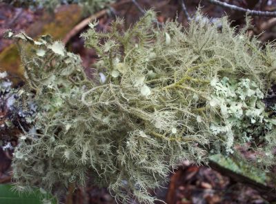 spagnum moss
close up view...
