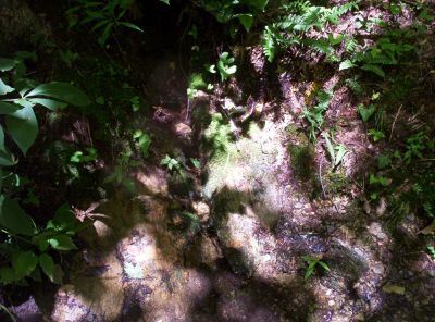 Spring
about a mile north of  Sam's Gap, 
July 2009
