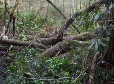 tangle of gnarly blowdowns
Storm damage on the Appalachian Trail/Jones Branch
December 2009
