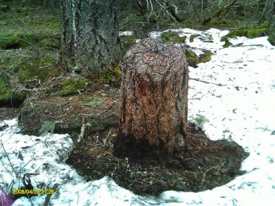 The Living Stump
Photo by Betty Sabatini
