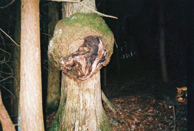 Funky Tree
...near Indian Grave Gap, on the AT

