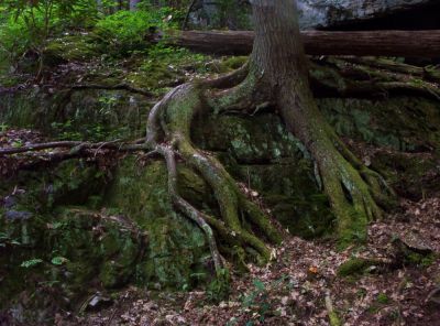 Tree Roots Cling to Boulder
...near the Blue Hole Falls on Holston Mountain,
August 2009
