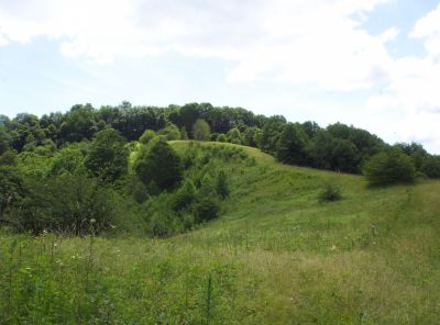 View of Meadow 
Near Sam's Gap,
July 2009
