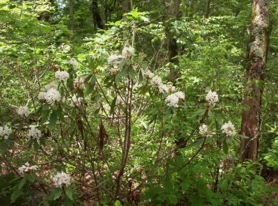 White Mountain Laurel
Found on 'High Rocks' during  trail maintenance trip, June 2009
