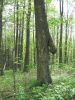 1535,_male_tree,_5-2010.jpg
