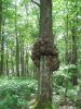 1717,_gnarly_tree,_Unaka_2,_6-2010.jpg