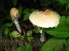 2918,_fly_agaric,_rare_mushroom,_8-2010.jpg