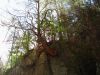 4506,_tree_growing_on_cliff,_Rocky_Fork,_11-13-2010.jpg