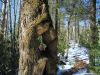 5664,_rat_patrol_checks_out_gnarly_tree,_1-29-11.jpg