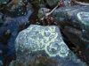 6343,_rock_art,_Devils_Creek,__2-6-11.jpg