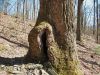 908,_gnarly_tree_near_Flint_mnt,_4-10.jpg