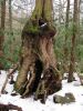 gnarley_tree_rock_cr.jpg