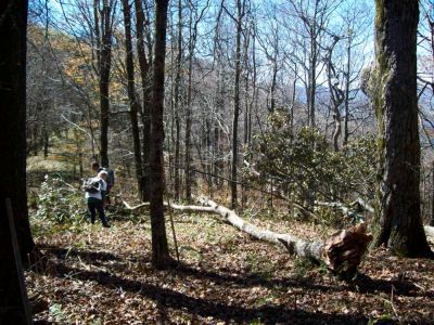 Clearing blowdowns
Widowmaker safely on the ground Taken 10-20-2009
