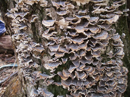 tree fungus near Whistling Gap