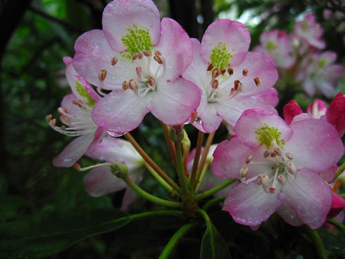 Mountain Laurel Blossoms